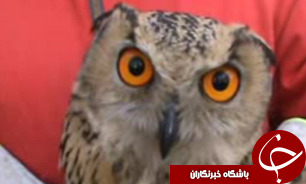 رهاسازی یک قطعه بوتیمار و دو جغد انبار در صومعه سرا