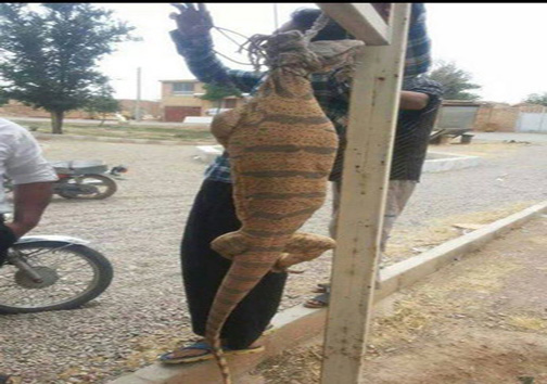 حکم حبس برای قاتلان بزمجه غول&zwnj;پیکر