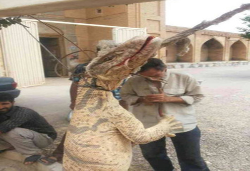 حکم حبس برای قاتلان بزمجه غول&zwnj;پیکر