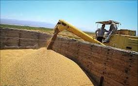 75 مرکز خرید گندم در استان اردبیل دایر است