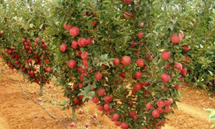 بهره برداری از مرحله نخست طرح توسعه باغات سودجان