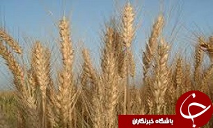 بیش از ۱۶ هزار تن جو در مزارع کشاورزی آبیک تولید شد