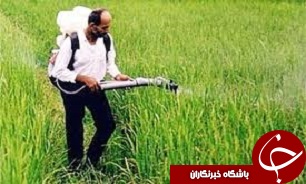 طرح مبارزه با آفات کشاورزی در مزارع آبیک اجرا می‌شود