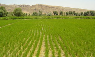 کشت برنج در 400 هکتار از مزارع شهرستان اردل