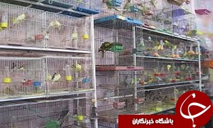 نظارت دامپزشکی بر پرنده‌فروشی‌های قزوین