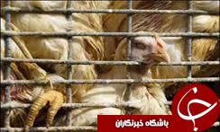 موردی از آنفولانزای پرندگان در گلستان مشاهده نشده است.