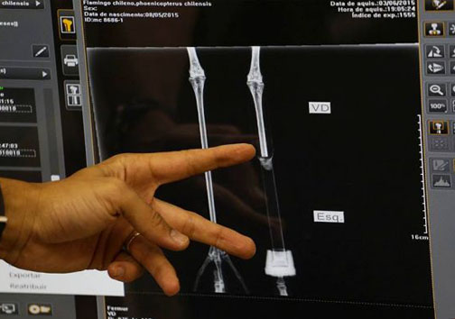 فلامینگو با پای مصنوعی+ عکس