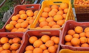توقیف محموله یک میلیاردی پرتقال قاچاق در لرستان