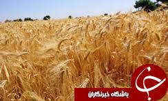 پرداخت 905 میلیارد تومان مطالبات گندم کاران گلستانی