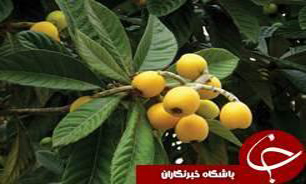 پایان برداشت ازگیل ژاپنی در گیلان