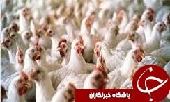 کاهش تقاضای مرغ و قطع صادارت باعث ضرر مرغداران در گلستان