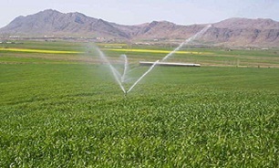 اجرای طرح آبیاری بارانی تمام ثابت