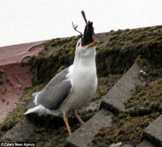 محسنی باشگاه شبانه/// سار در یک لقمه