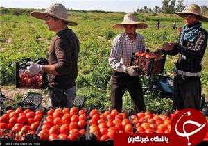 خرید توافقی 15 هزار تن گوجه فرنگی از کشاورزان گلستانی