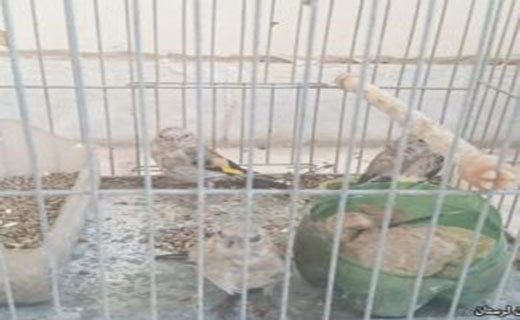 دستگیری  4 صیاد متخلف در مناطق جنگلی دوره