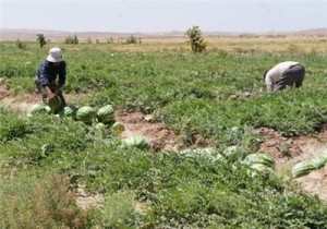 آغاز برداشت هندوانه آجیلی در گلستان