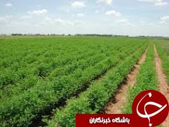 اراضی ماهشهر پلاک گذاری شدند