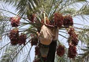 برداشت بیش از ۴ هزار تن رطب در بستک