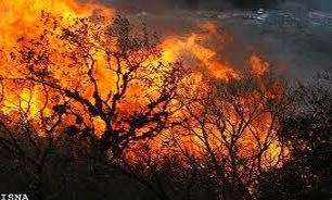 آتش سوزی چهار هکتار از زمین‌های جنگلی در آمل