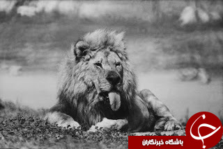 شیر ایرانی که ستاره شد!