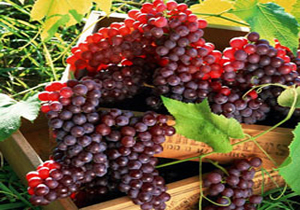 انگور قرمز علیه سرطان روده