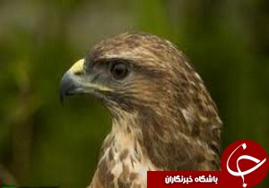تحویل سارگپه مجروح به باغ پرندگان آستانه