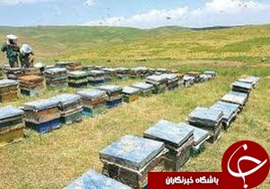 برداشت عسل در شهرستان شفت