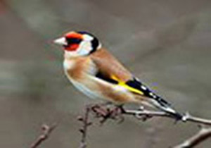آزادی سهره از چنگال صیادان