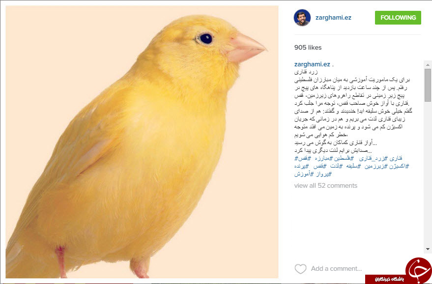 آواز خوش قناری در اینستاگرام ضرغامی + عکس
