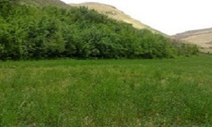 باغات دماوند و فیروزکوه نباید قربانی تغییر کاربری غیر مجازشوند