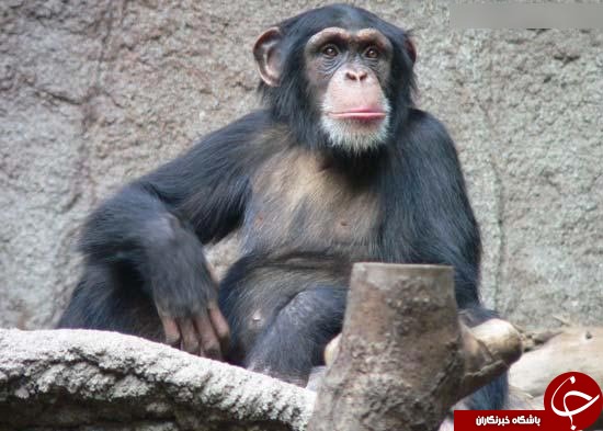 آگاهی حیوانات از زمان مرگ خود + عکس