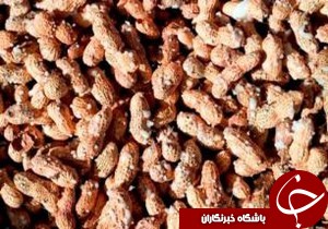 کشت بادام زمينی در رودبار
