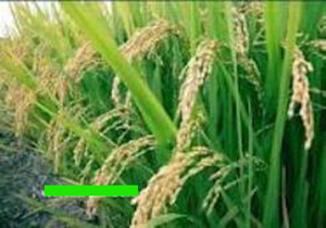 درو بیش از 24هزار هکتار از اراضی شالیزاری  استان مازندران