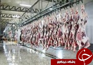 معدوم‌سازی 2.5 تن مرغ در یکی از کشتارگاه‌های قزوین