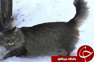 نجات دادن جان یک نوزاد توسط گربه ای فداکار+ عکس