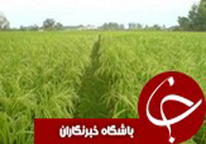 برداشت بيش از 40 هزار هكتار از شاليزارهاي گيلان
