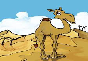 «شتر دیدی، ندیدی»