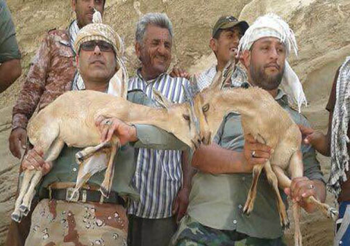 بزغاله&zwnj;های گرفتار در گودال نجات یافتند + عکس