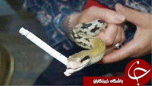 سیگار کشیدن یک مار +عکس