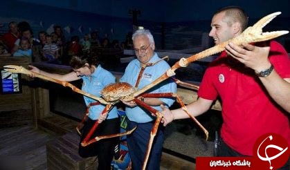 خرچنگ عنکبوتی غول&zwnj;پیکر + عکس