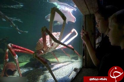 خرچنگ عنکبوتی غول&zwnj;پیکر + عکس