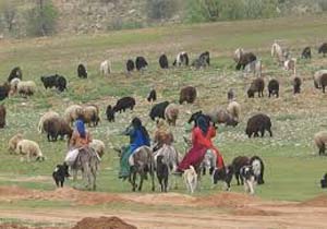توزیع کنسانتره در بین عشایر هرمزی