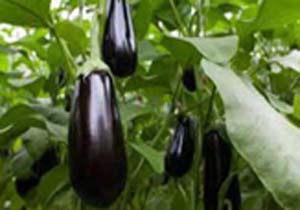 آغاز کشت بادمجان خارج از فصل در هرمزگان