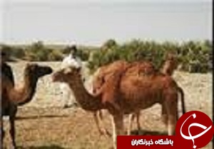 چرای غیرمجاز شتر در آبیک متوقف شد