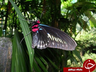 مزرعه پروانه  یکی از  جاذبه های مالزی + عکس /// در حال کار