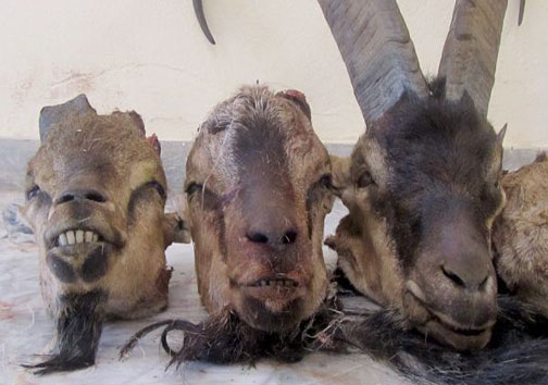 عاملین شکار غیرمجاز 3 کل وحشی در ارتفاعات البرز مرکزی دستگیر شدند