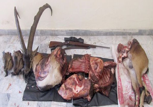 عاملین شکار غیرمجاز 3 کل وحشی در ارتفاعات البرز مرکزی دستگیر شدند