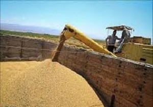افزایش 2/5 برابری خرید تضمینی گندم در استان اردبیل