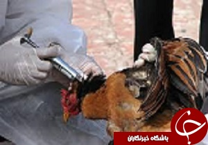 آنفلوانزای مرغی در استان  قزوین وجود ندارد