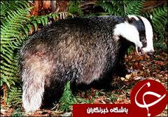 رهاسازی یک قلاده گورکن در سیاهکل
